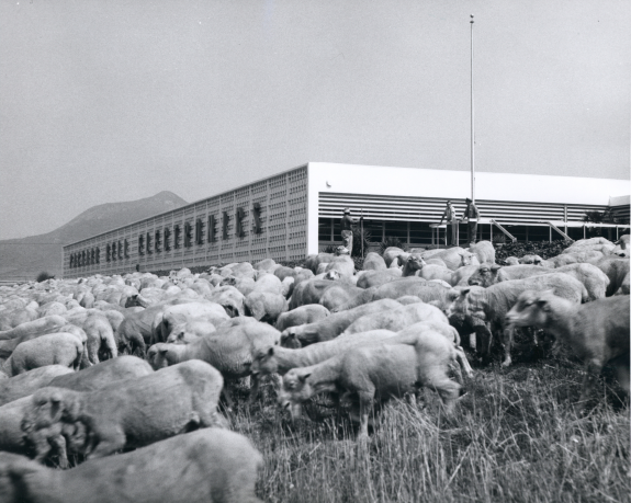 Sheep herding through Rancho Conejo Industrial Park